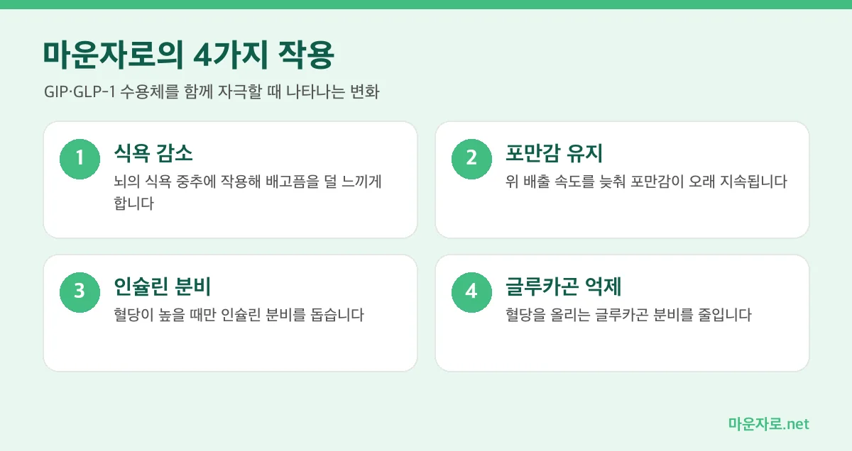 마운자로의 4가지 작용 원리 인포그래픽: 식욕 감소, 포만감 유지, 인슐린 분비, 글루카곤 억제