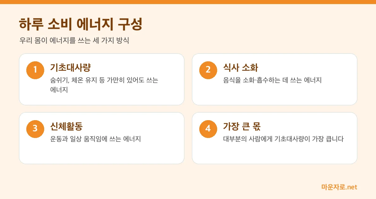 하루 소비 에너지를 구성하는 기초대사량, 식사 소화, 신체활동을 설명한 인포그래픽