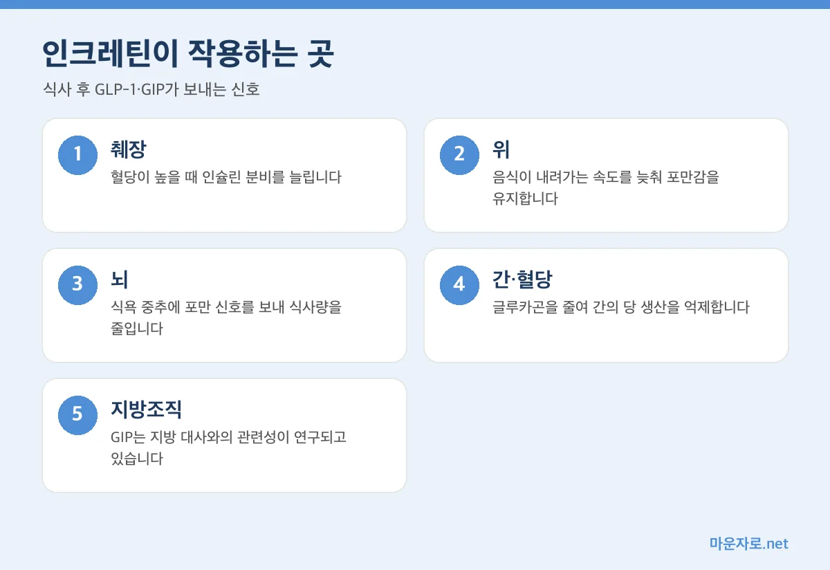 GLP-1과 GIP 인크레틴 호르몬이 작용하는 췌장, 위, 뇌, 간, 지방조직을 정리한 인포그래픽